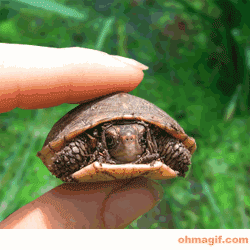 turtle josuke gif